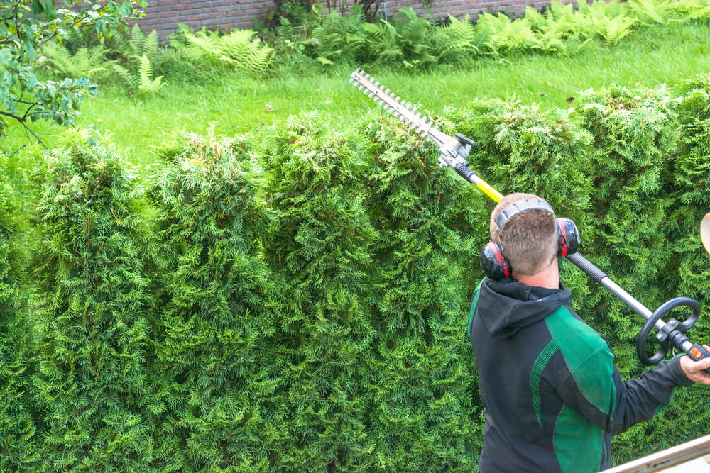 Professional hedges cutting