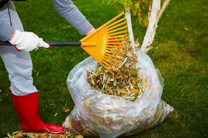 person cleans fall leaves from the lawn