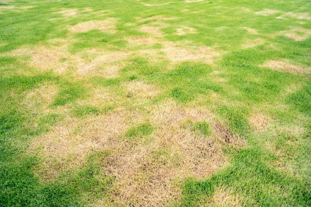 How to repair bare sod spots