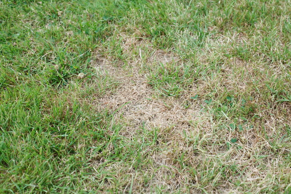 A lawn hit by sun