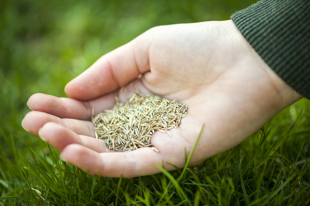 Hand holding grass seed