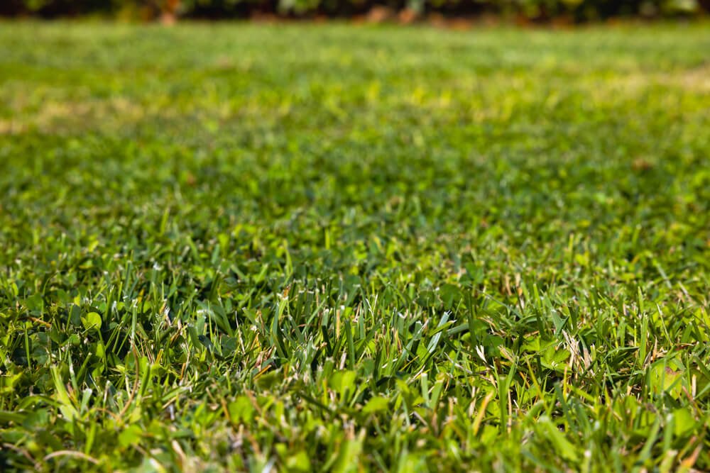 Revitalizing Neglected Or Damaged Lawns