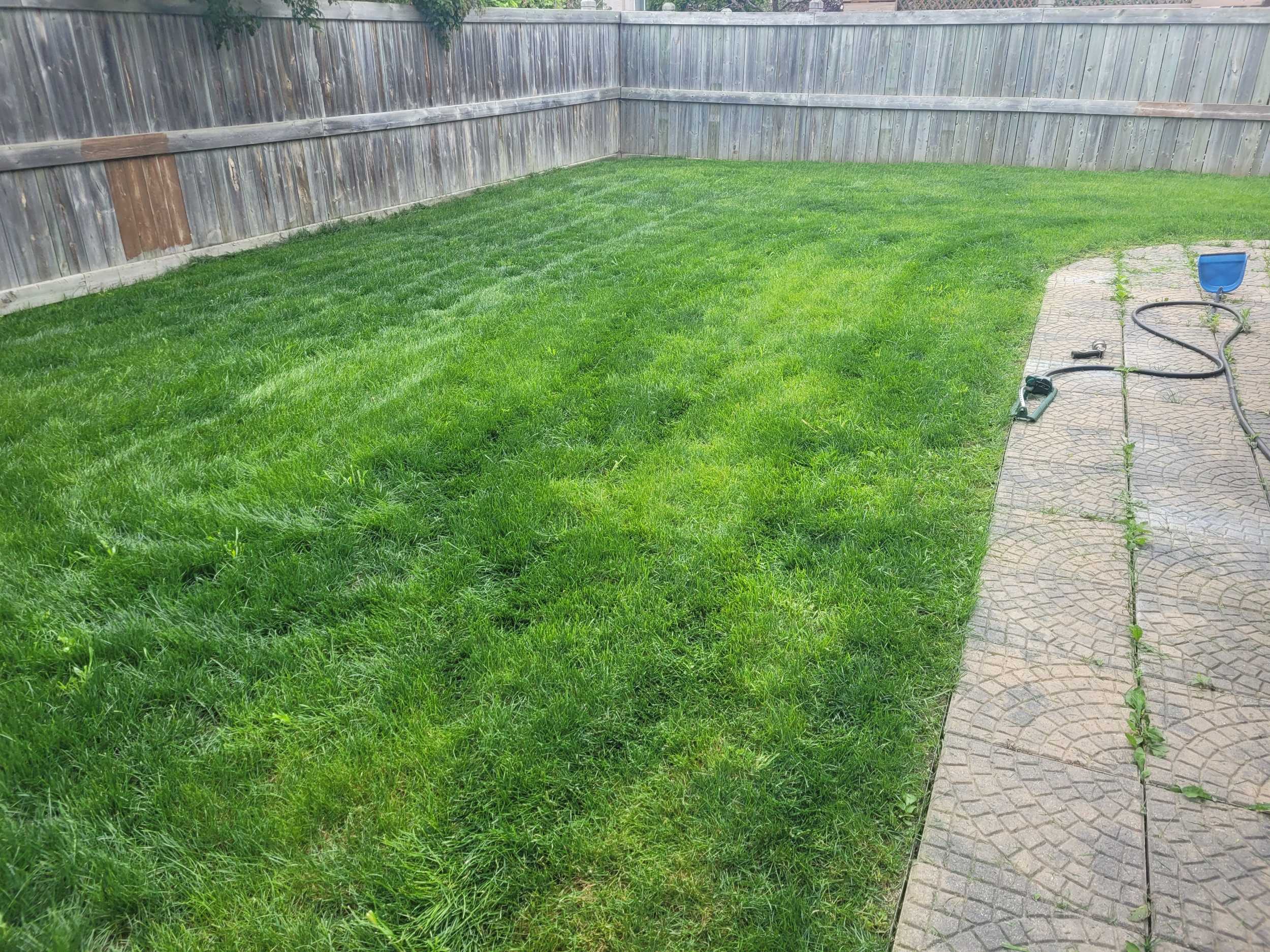 Backyard of a house with green grass