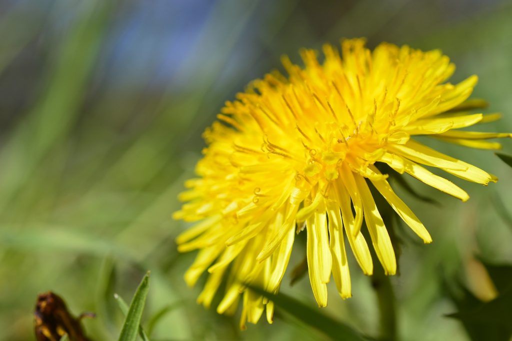 Dandelion Flower