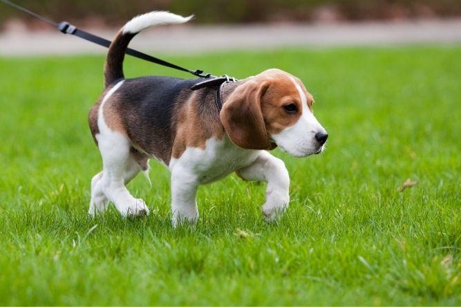 Dog running on a lawn