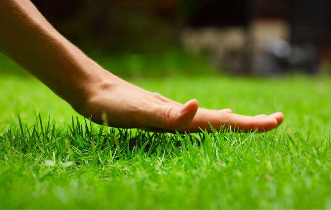 Hand touching a green grass