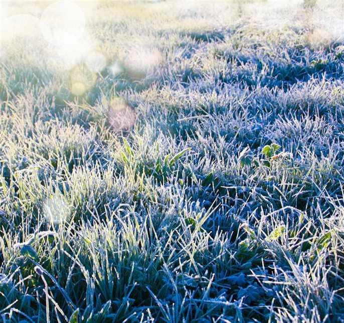 Lawn with light frost