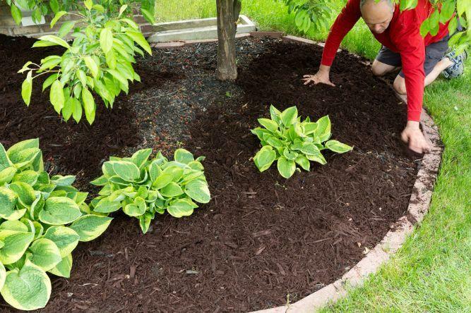 A man top dressing a a lawn