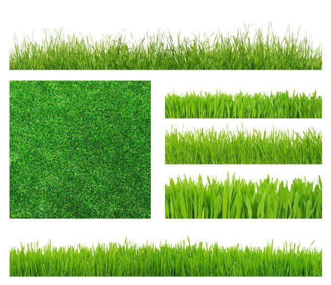 7 types of lawn