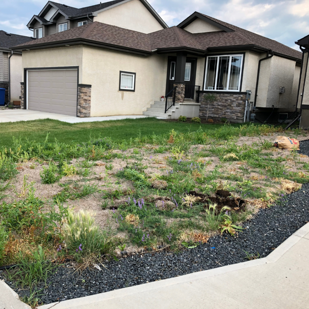 before image of cleanr sod installation