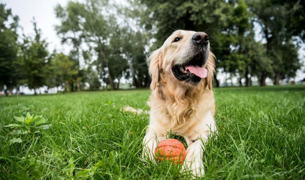 Pet-Safe Organic Weed Control