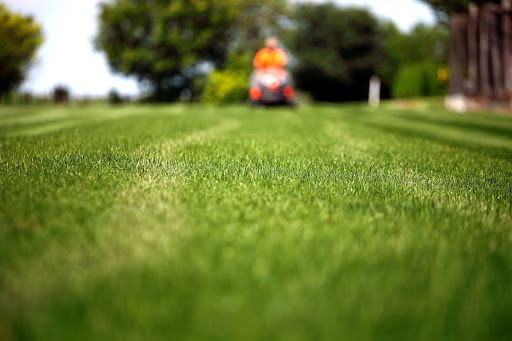Reviving mature soil in an older Meadowood lawn in Winnipeg to improve turf health and root growth