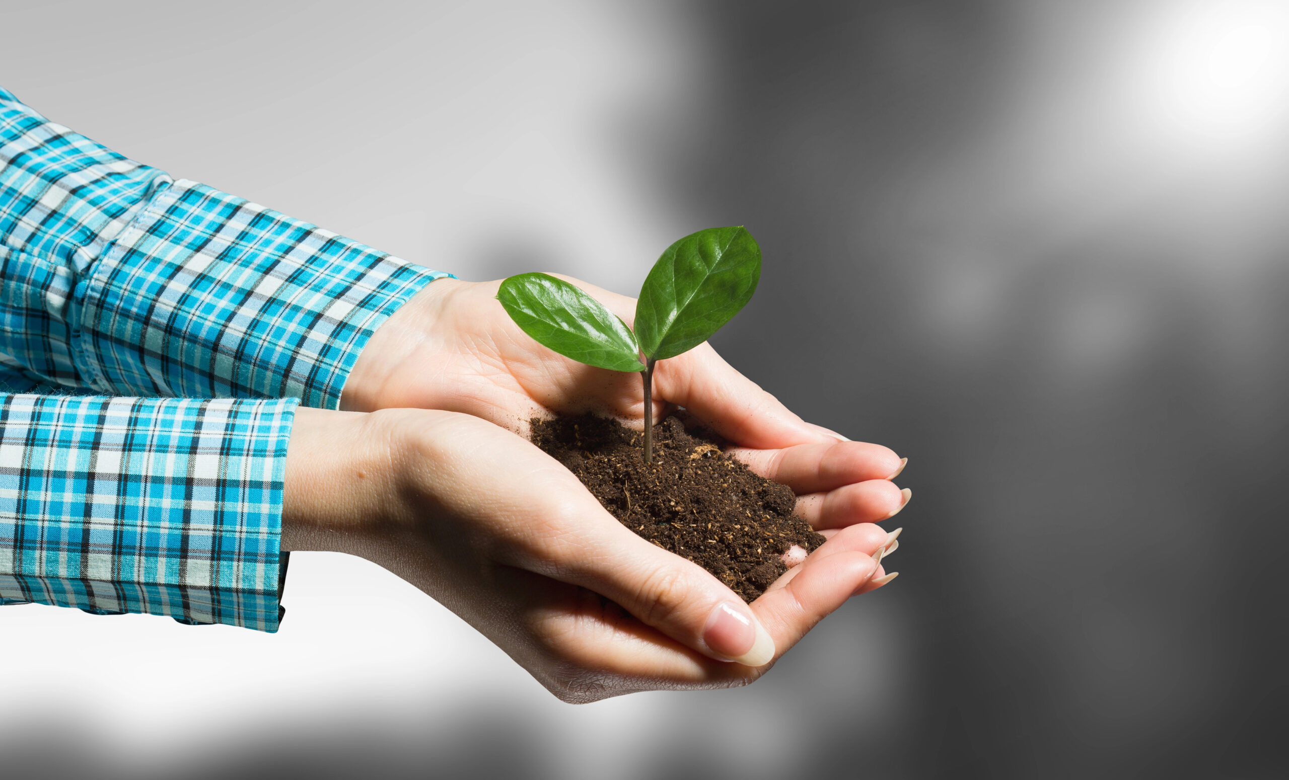 premium soil